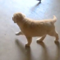 子犬から隠れてみた結果→必死に探し始めて、見つけた瞬間に…あまりにも尊い反応に絶賛の声「マジ天使」「幸せな気持ちになる」