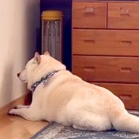暖かくなってきたので、ストーブを片付けた結果→犬が絶望して…絶対に無視できない『つけてのお願い』が23万再生「分かりやすｗ」「仕草最高」