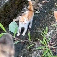 犬の散歩中、車に轢かれそうだった子猫を発見→放っておけずに連れて帰った結果…尊すぎる『現在の光景』が13万再生「愛の循環」「幸せそう」