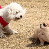 心優しい犬が『他の犬に怒られてしまった』結果…まるで仏のような『平和すぎる対応』に称賛の声続々「本当に優しい…」「なんて素晴らしい」