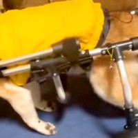 おじいちゃん犬が『歩行器デビュー』をした結果→歩くかと思いきや…想定外だった『まさかの光景』に爆笑の声「浮遊してるｗｗ」「面白すぎ」