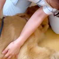 動物病院が好きすぎる大型犬→男性獣医師と女性看護師が同時に呼んだら…まさかの『態度の違い』に反響「やっぱり男の子」「足蹴りに笑ったｗ」