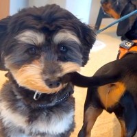 『なんでやねん！』動物病院に来た犬→他の犬のしっぽが…まさかの『理不尽な光景』がシュール過ぎると32万再生「耐えてて草」「愛おしいｗ」