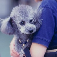 犬を抱っこしすぎるとどうなる？体への負担や考えられるリスクまで解説