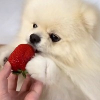 はじめて『高級イチゴ』を口にする犬→おててを添えながら味見して…癒しが止まらない『尊い反応』が14万再生「可愛くてメロメロ」「反則ｗ」