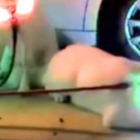 散歩後、足を洗ってもらうのを待つ3匹の秋田犬→首輪がピカピカに光り…まるで『パレードのような光景』に8万いいね「パリピで草」「愉快ｗｗ」