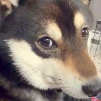 ずっと膝の上で震えている犬→心配で病院を受診した結果…斜め上すぎる『診断結果』が204万表示「抱きしめたい」「理由が可愛すぎるｗ」と絶賛