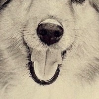 写真の整理をしていたら『20年以上前に撮った愛犬』を発見→よく見てみると…『まさかの気付き』に9万いいね「ダメだ泣ける」「大好きって顔」