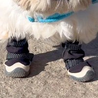 工事現場の前を通った犬→作業員が『ひつじのショーン…』とつぶやいて…思わず納得する光景が15万表示「なんとなくわかるｗｗ」「感性が素敵」