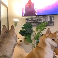 犬たちとアニメ『ワンピース』を鑑賞→キャラが登場した次の瞬間…『大混乱に陥る光景』が68万再生「覇気感じてて草」「まったりから一転ｗｗ」