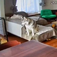 『家族に置いていかれた』と勘違いしたハスキー犬→絶望してしまい…この世の終わりのような光景が5万再生「サイレンで草」「可愛すぎるｗｗ」
