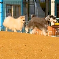 ドッグランで、前の犬の『おしり』を追いかける犬→次の瞬間…思わず笑う『シュールな光景』に反響「必死に追いかけてるｗ」「めっちゃ可愛い」