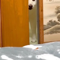 『犬と一緒に寝る約束』をした飼い主→先に寝てたら、気付かれて…わかりやす過ぎる『ふてくされた表情』が54万再生「顔がｗｗ」「もはや人間」