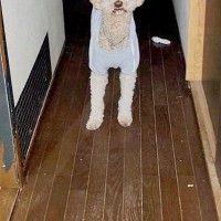 入院中、家族からLINE→『犬がお母さん探してる』と写真が送られてきて…今すぐ帰りたくなる『切ない光景』に反響「泣けた」「お互い辛いね」