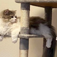 猫のために『キャットタワー』を設置したら、犬が…まさかの猫化？影響を受け過ぎた光景に反響「乗っ取られたｗｗ」「リラックスしてるの草」