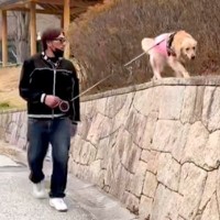 散歩中、高い場所に登った大型犬→『降りれない』と困り果てて…赤ちゃんすぎる『救出の一部始終』が31万再生「子供と一緒ｗ」「甘えん坊さん」