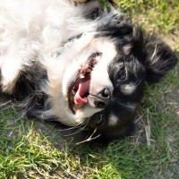犬が『散歩中に寝転ぶ』理由3つ　地面の上でゴロゴロと寝転がるワケや対処法までご紹介