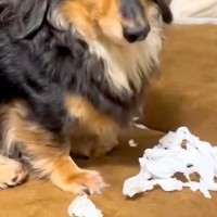 イタズラをした犬に『犯人ですか？』と問いただした結果→わかりやすすぎる『態度と表情』が31万再生「可愛い犯人」「叱れないｗｗ」と反響