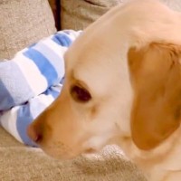 いつも男の子を寝かしつけている大型犬→ある日、男の子が先に寝てしまったら…家族愛溢れる『尊い行動』が37万再生「焦ってる顔ｗ」「強引ｗ」