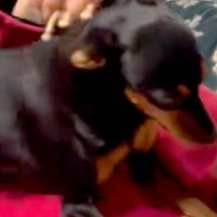 犬を飼うのに大反対していた母→反対を押し切り、お迎えした結果…嘘のような『まさかの光景』に反響「こうなるよねｗ」「幸せそうで羨ましい」
