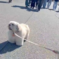 突然『散歩拒否』を発動した犬→後ろから人が歩いてきて、邪魔になると思ったら…掛けられた『まさかの言葉』に8万いいね「最高」「可愛い毛玉」
