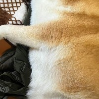用事を済ませて帰宅→寝ていた犬が、なぜか『ダウンジャケット』を…尊くて泣ける『まさかの光景』に2万いいね「可愛い」「匂いで安心するのね」