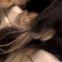 『犬がお風呂場を覗きに来た』と思ったら、浴槽のフチで…まるで猫？犬とは思えない光景が11万再生「体幹すごい」「器用すぎるｗｗ」と反響