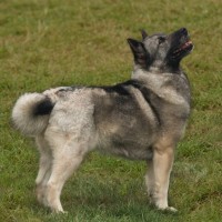 ノルウェジアン・ブーフント｜犬種の特徴と性格、飼い方や価格相場まで解説