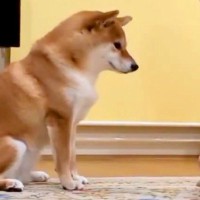 『ねえ、やめてあげてよ…』家族で"踏み合いっこ"をしていたら、見ていた犬が勘違いして…愛を感じる『まさかの光景』に反響「優しい」「健気」