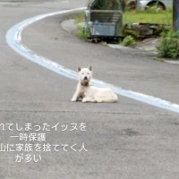 『うちの犬を捨てた人へ』女性が"山で捨てられた犬"を発見→飼い主を待ち続けて…衝撃の出会いと結末が94万表示「なんて優しい人」「幸あれ」