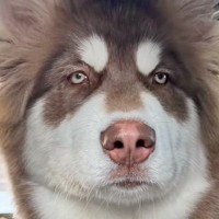 お出かけでウキウキな大型犬を『病院に連れて行った』結果→疲れ果ててしまい…あからさますぎる『態度の違い』に爆笑「労働後の自分かとｗｗ」