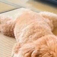 『ぬいぐるみにしか見えない…』犬のやる気スイッチが切れる瞬間を撮影→想像以上に『溶けてしまう光景』が84万再生「充電切れｗ」「和む」