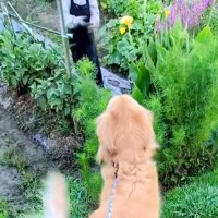 畑にいるおばあちゃんを発見した大型犬→近づいた瞬間…もはや飛んでいきそうな『愛おしい反応』が27万再生「おしりがｗ」「嬉しさ爆発」と反響