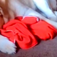 突然入院した女性→病室から『自宅で待つ大型犬』を確認した結果…今すぐに帰りたくなる『涙の光景』が12万再生「胸が痛い…」「寂しいよね」