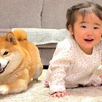 ハイハイをする1歳の女の子→見ていた柴犬が、負けじと…まさかの『微笑ましい攻防戦』が28万再生「世界一平和なレース」「言葉わかってる」