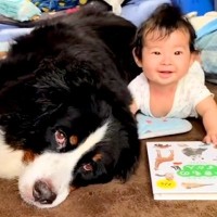 生後4ヶ月の赤ちゃんと8歳の超大型犬→いつも近くで見守って…愛おしすぎる『ふたりの記録』に反響「お互い通じ合ってる」「ずっと見てられる」
