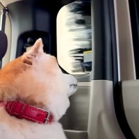 車に乗った犬が『お散歩だ』とウキウキしていたら、洗車機に入ってしまい…想定外の展開で見せた『表情』に反響「ドキドキｗ」「ヨシヨシしたい」