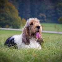 グランド・バセット・グリフォン・バンデーン｜犬種の特徴と性格、飼い方や価格相場まで解説