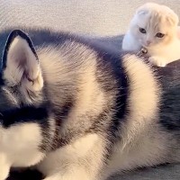 子猫が『大型犬に育てられた』結果→背中から降りたと思ったら…とんでもなく尊い光景が4088万再生「なんか涙出た…」「平和すぎる」と悶絶