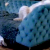 『ウチの大型犬、中身は人間かもしれない…』留守番中のワンコをカメラで確認した結果→衝撃的な光景が191万再生「背中にチャックある？ｗ」