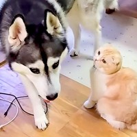 大型犬が『構ってモードの猫を無視した』結果→次の瞬間…ブチギレた『連続猫パンチ』が1079万再生「犬優しすぎる」「爪たてないの偉いｗ」