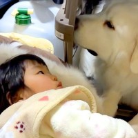 3年間、女の子が『超大型犬たちと毎日一緒に寝た』結果…素敵な関係すぎる『尊い光景』が10万再生「可愛いが詰まってる」「懐が深いワンコ」