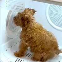 毛を乾かすために『ドライルーム』に入った子犬→不安そうにしていると、先輩犬が…『まさかの行動』が137万再生「めちゃ優しい」「涙出た」