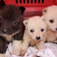 山で拾われた『泥だらけの子犬』→保護してから４年後…噓のような『奇跡の物語』に感動「なんて素晴らしい」「立派でかっこいいぞ！」と称賛の声