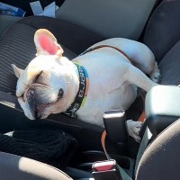 車の運転席で爆睡している犬→外から呼んでみた、次の瞬間…人間の寝起きのような『リアクション』が9万再生「可愛すぎ」「人入ってる？ｗ」