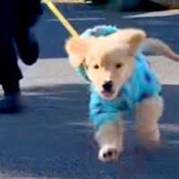 大型犬の子犬を飼い始めた結果→赤ちゃんも家族になり…3年間の『散歩風景の変化』が素敵すぎると反響「最高の成長記録」「めちゃくちゃ理想」