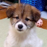 頭の毛が茶色い『小さな子犬』→すくすくと育った結果…別の犬？原型を留めていない『まさかの成長』に反響「あるあるｗ」「白髪になっちゃった」