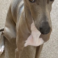 パッキングをしていたら、なぜか犬が『上目遣い』で見てきて…あまりにも愛おしい『まさかの光景』に1万いいね「健気…」「おねだり顔が可愛い」