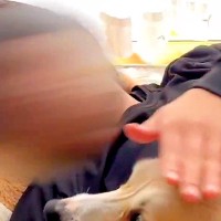 『お姉ちゃん、撫でて』とお願いする犬→試しに『エアーなでなで』をした結果…予想外の展開で見せた『困惑顔』に2万いいね「フリーズしてるｗ」