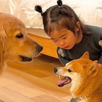『2匹の犬がケンカをしている』と勘違いした女の子→まさかの『犬語』を使って仲裁する光景が39万再生「なんて素敵な家族」「幸せに溢れてる」
